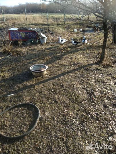 Индоутки живьём