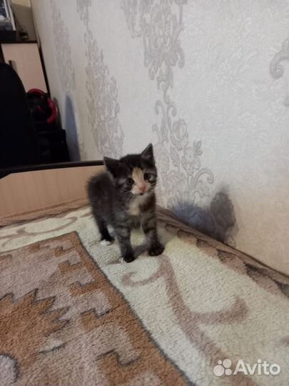 Котенок девочка в добрые руки