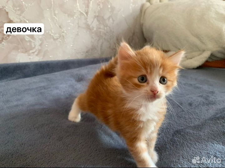 Котята