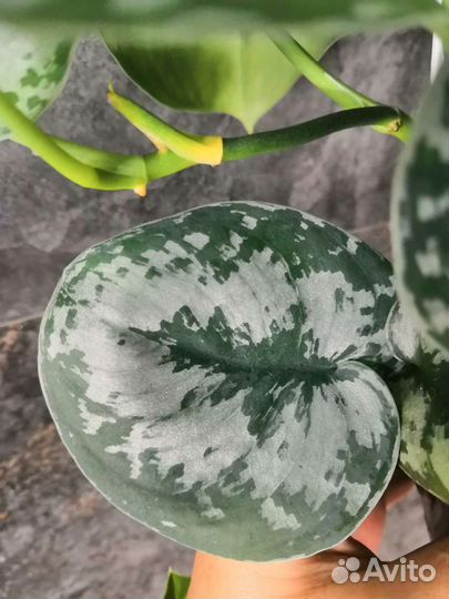 Сциндапсус Silver Queen