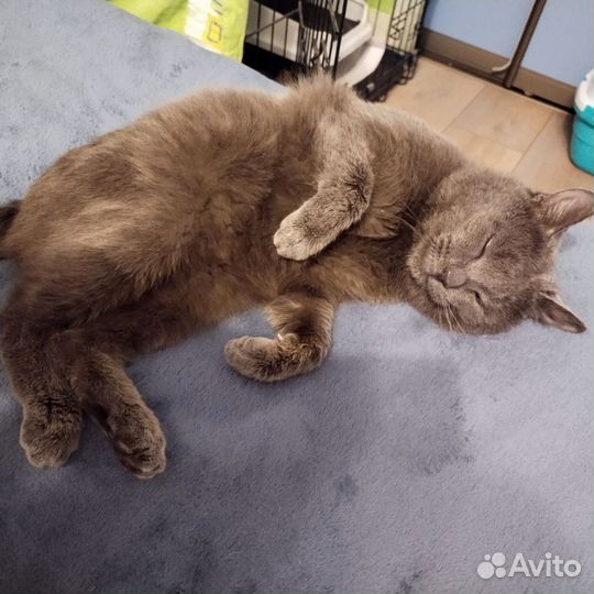 Кот британец с иммунодефицитом