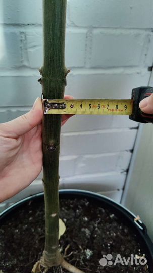 Саженцы павловния