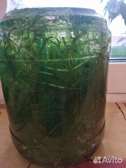 Аквариумные растения