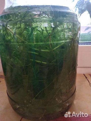 Аквариумные растения