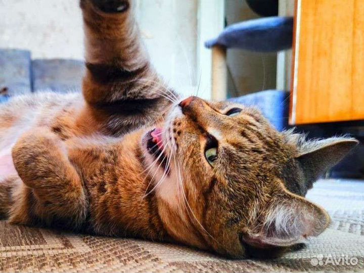 Одинокий кот ищет покой