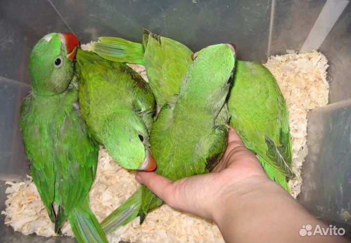 Ожереловый попугай