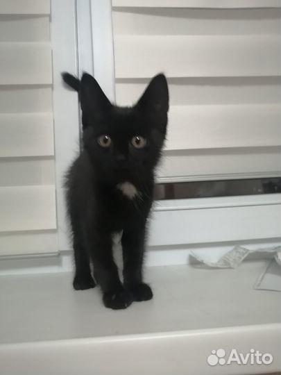 Котёнок в дар