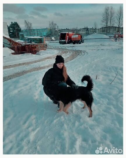 Выгул собак