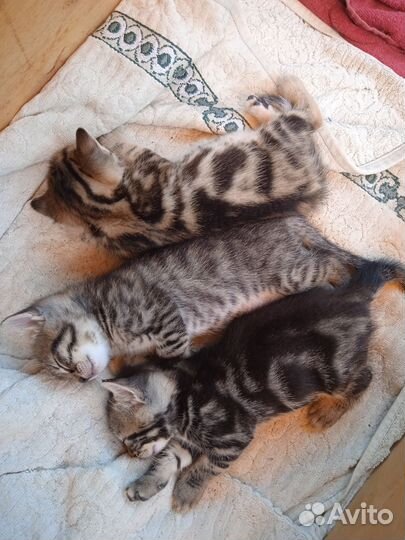 Котенок полосатый 1 месяц