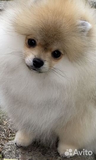 Померанский шпиц девочка дорого