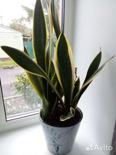 Сансевиерия Футура суперба