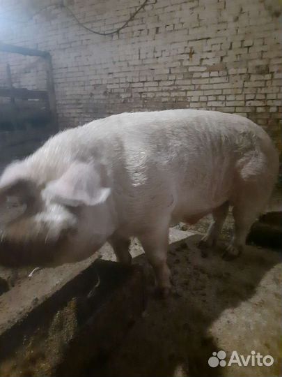 Продам хряка