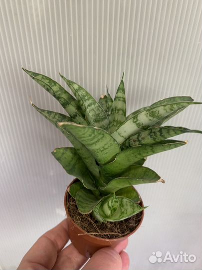 Сансевиерии сортовые
