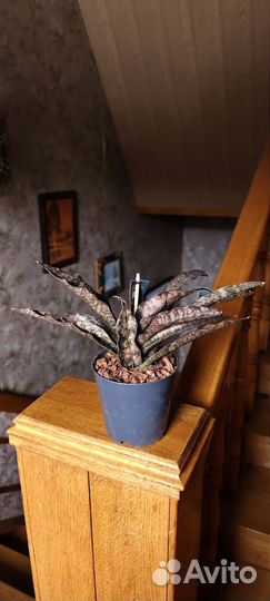 Сансевиерия куппер тон