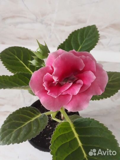 Глоксиния махровая