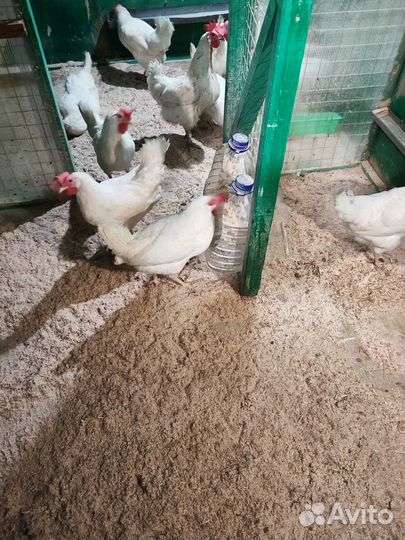 Куры несушки