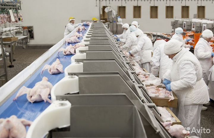 Работа на птицефабрике: вахты заступают