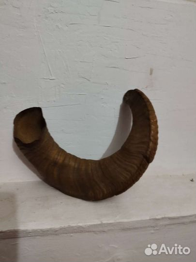 Древний рог горного козла