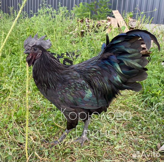 Петух ухейилюй