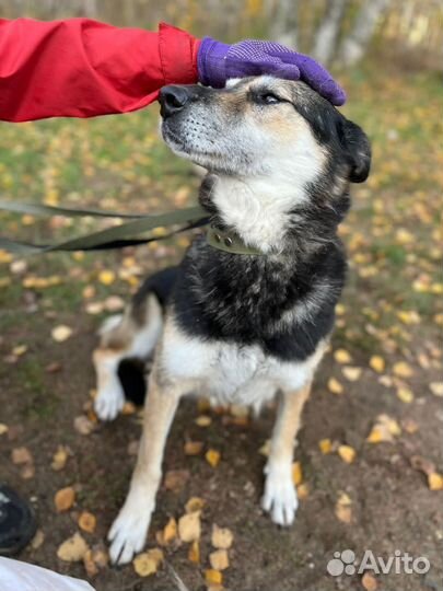 Помогите Вербе побороть страх