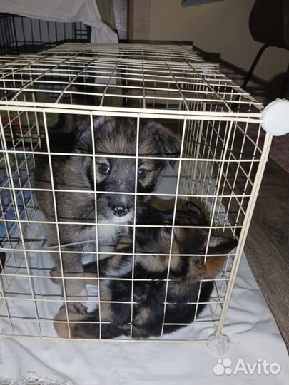 Человек с сердцем где ты щенки овчаристого типа