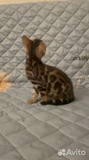 Бенгальская котята москва