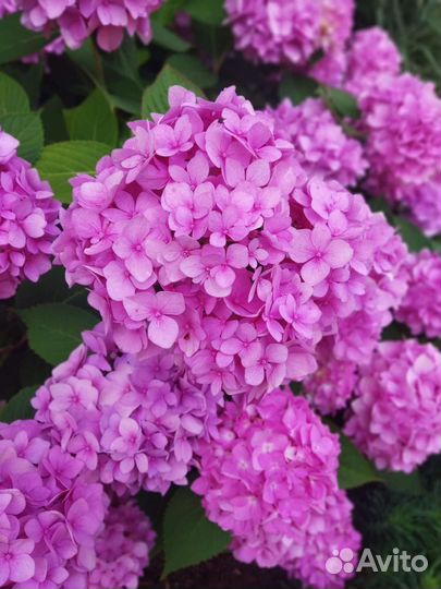 Гортензия