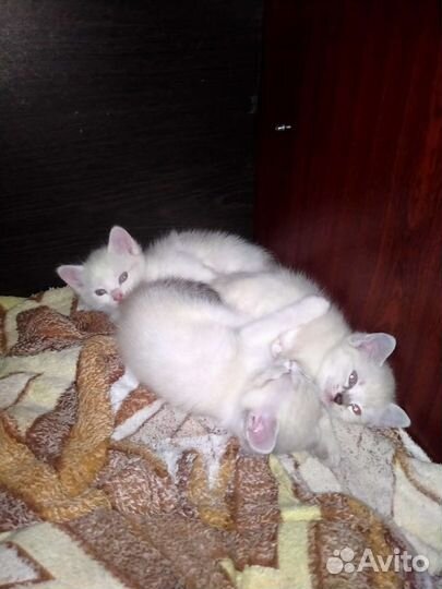 Кошки в добрые руки бесплатно