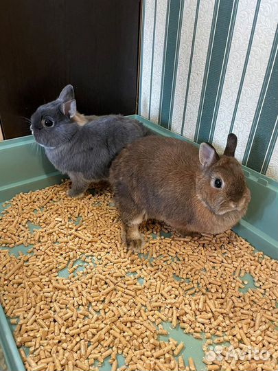 Карликовый кролик минор