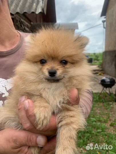 Померанский шпиц