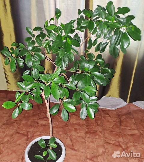 Цитрусовое декоративное дерево