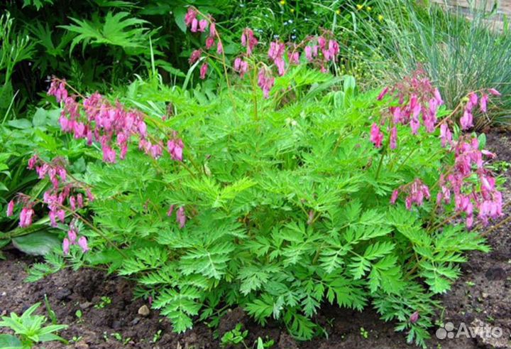 Дицентра низкорослая