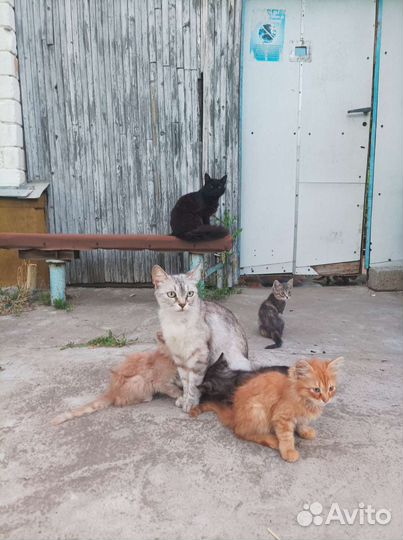 Хвостики ищут спасения