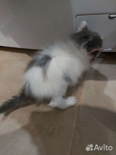 Котенок пушистый
