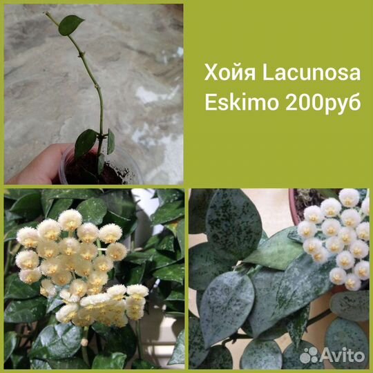 Комнатные цветы, хойи