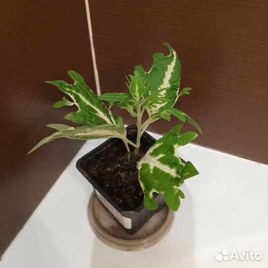 Шикарные колеусы