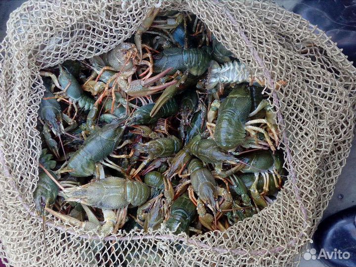 Раки живые