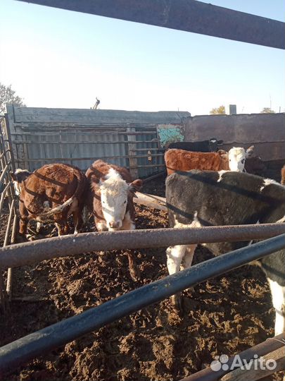 Продаются бычки, телочки