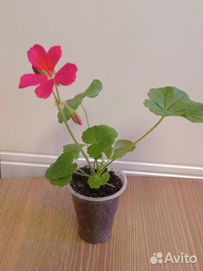 Пеларгония (герань)