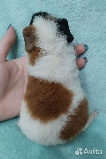 Морская свинка американский тедди