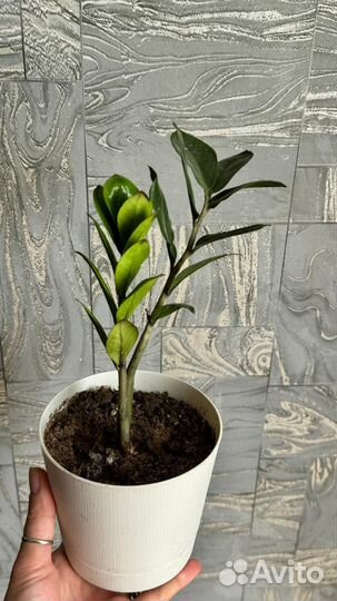 Замиокулькас