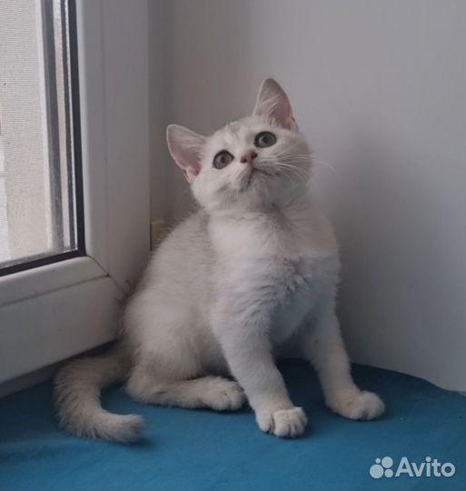 Серебристая шиншилла мальчик