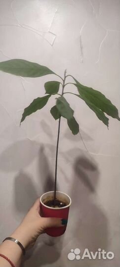 Авокадо комнатное растение