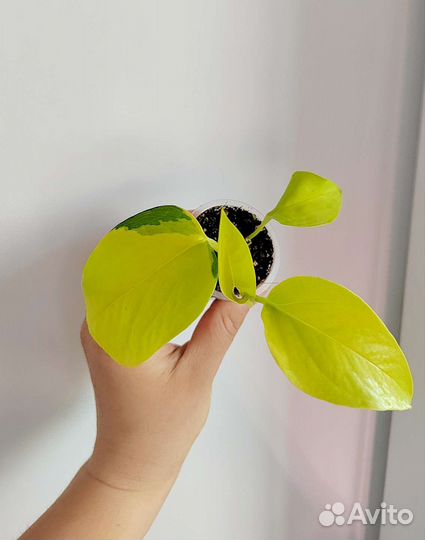 Сциндапсус неон