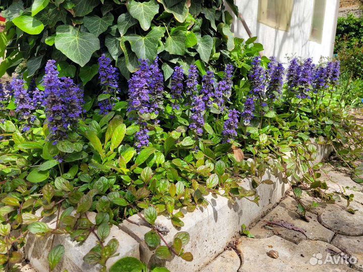 Живучка ползучая