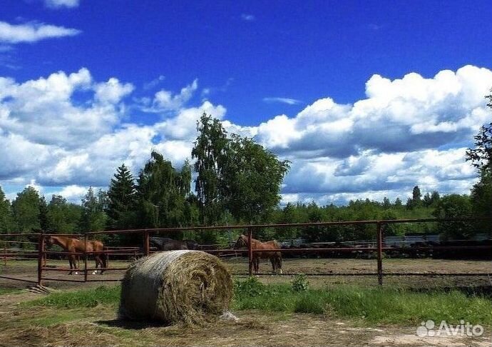 Перегной коровий И конский перепревший