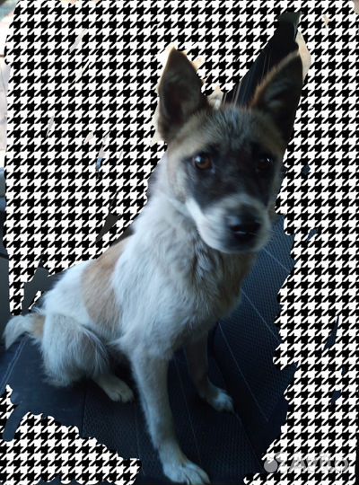 Собака в добрые руки