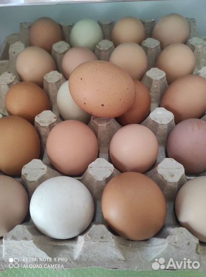 Домашние куриные яйца