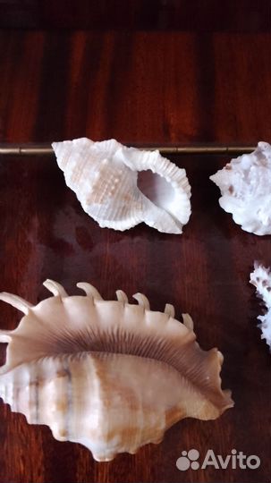 Морские ракушки раковины