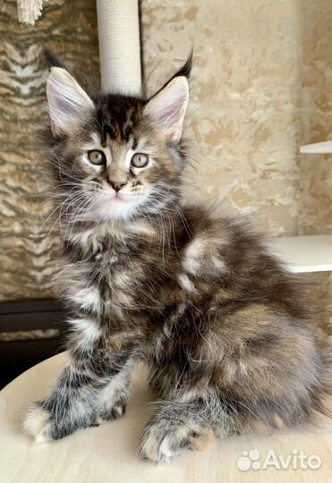 Котята мейн-кун